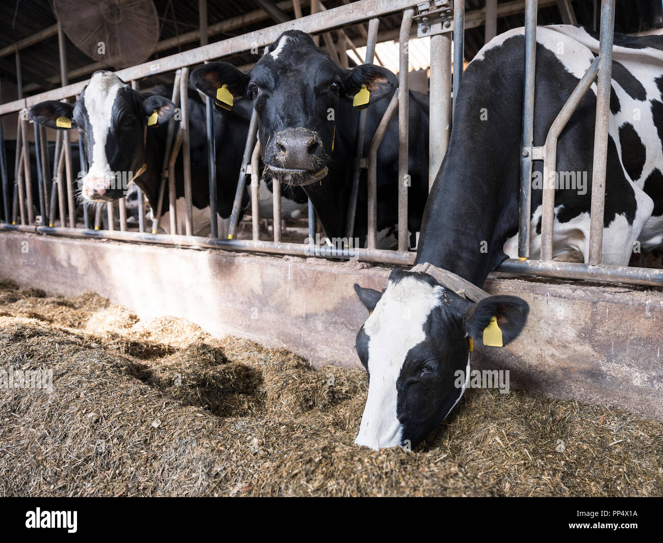 black and white holstein cows feed inside barn on dutch farm in holland ...
