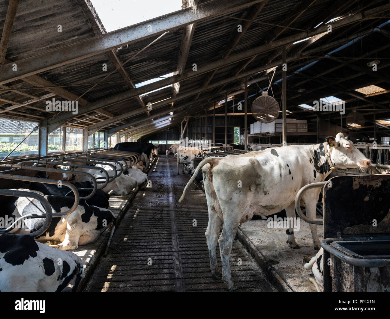 curious black and white holstein cows inside barn on dutch farm in ...