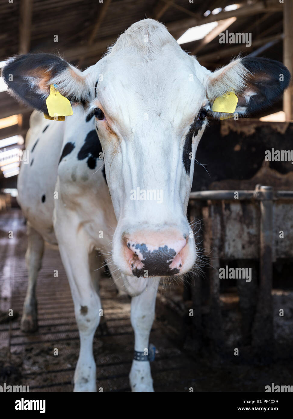 curious black and white holstein cows inside barn on dutch farm in ...