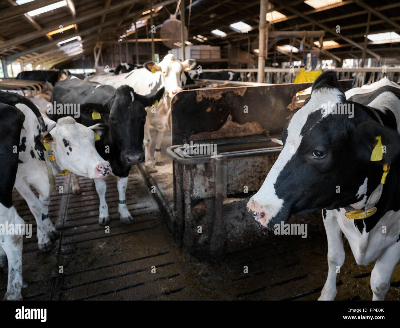curious black and white holstein cows inside barn on dutch farm in ...