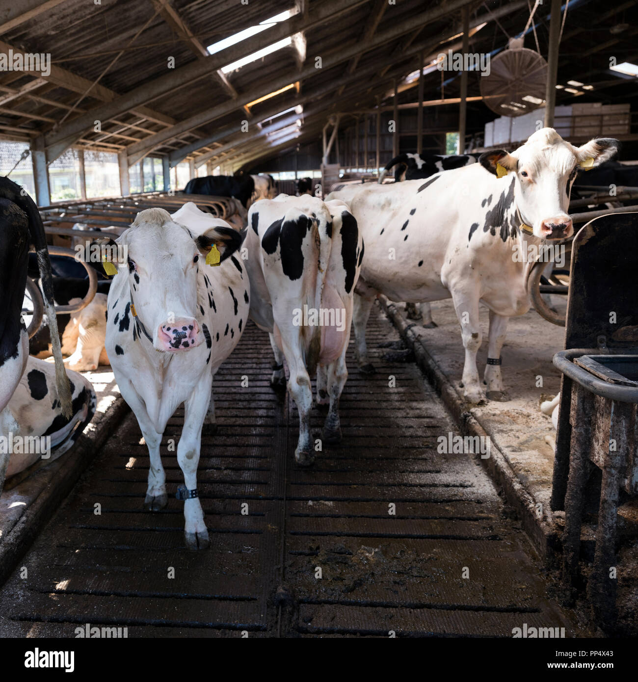 curious black and white holstein cows inside barn on dutch farm in ...