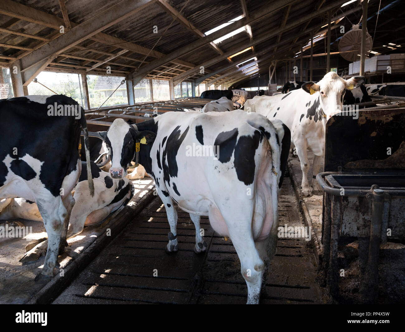curious black and white holstein cows inside barn on dutch farm in ...