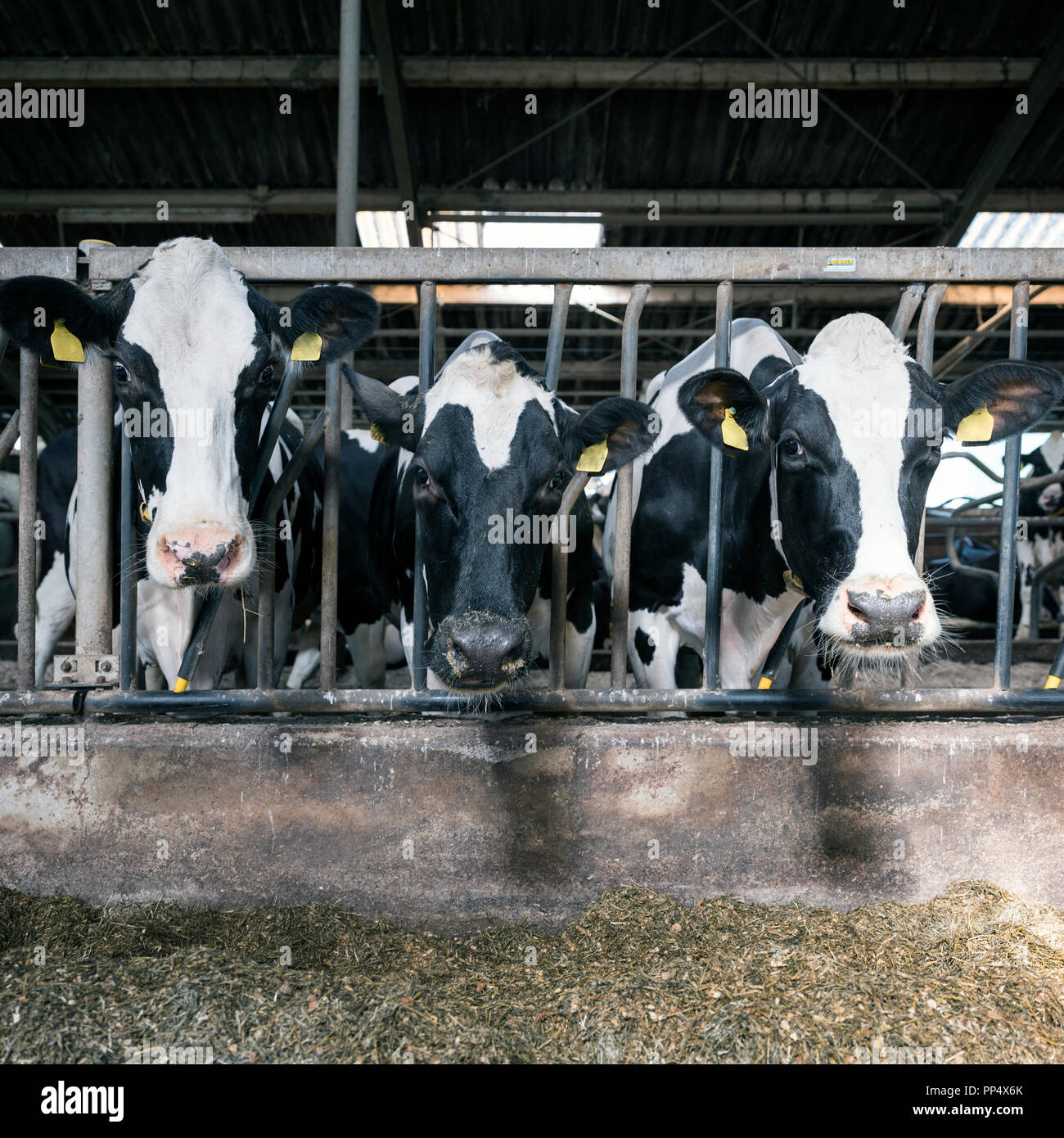 Row black white holstein cows hi-res stock photography and images - Alamy