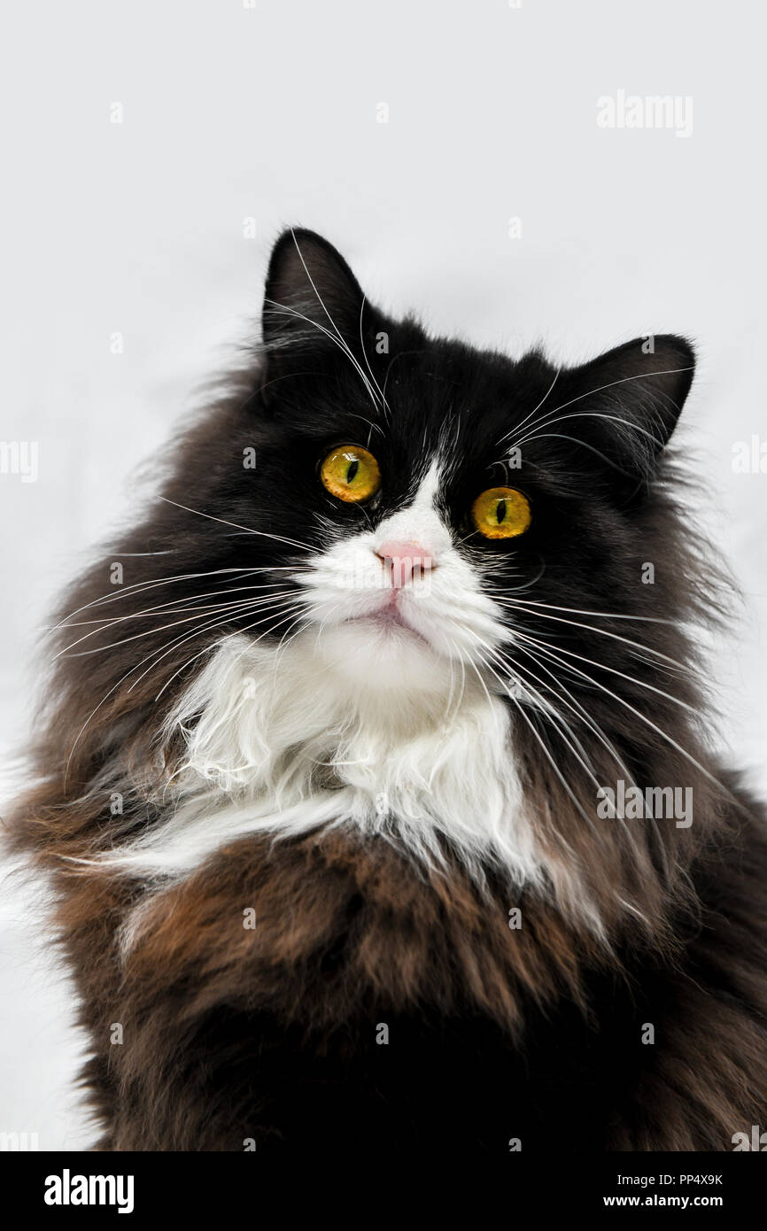 Close Up Of A Beautiful Black And White Rag Doll Cat With Bright