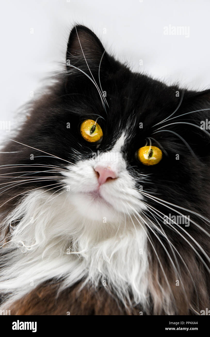 Close Up Of A Beautiful Black And White Rag Doll Cat With Bright