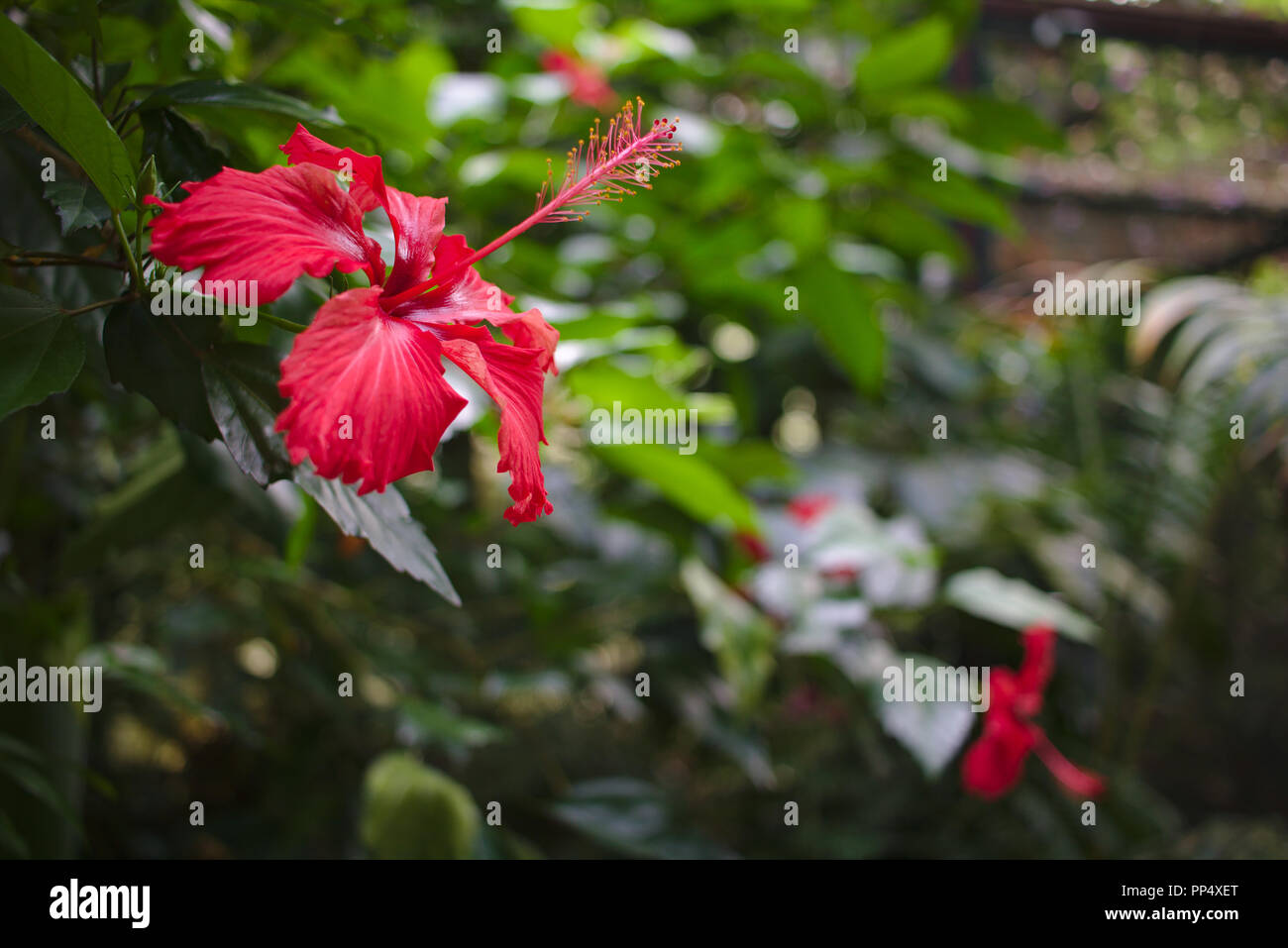 Red hibiscus flower in a tropical jungle with green background Stock Photo