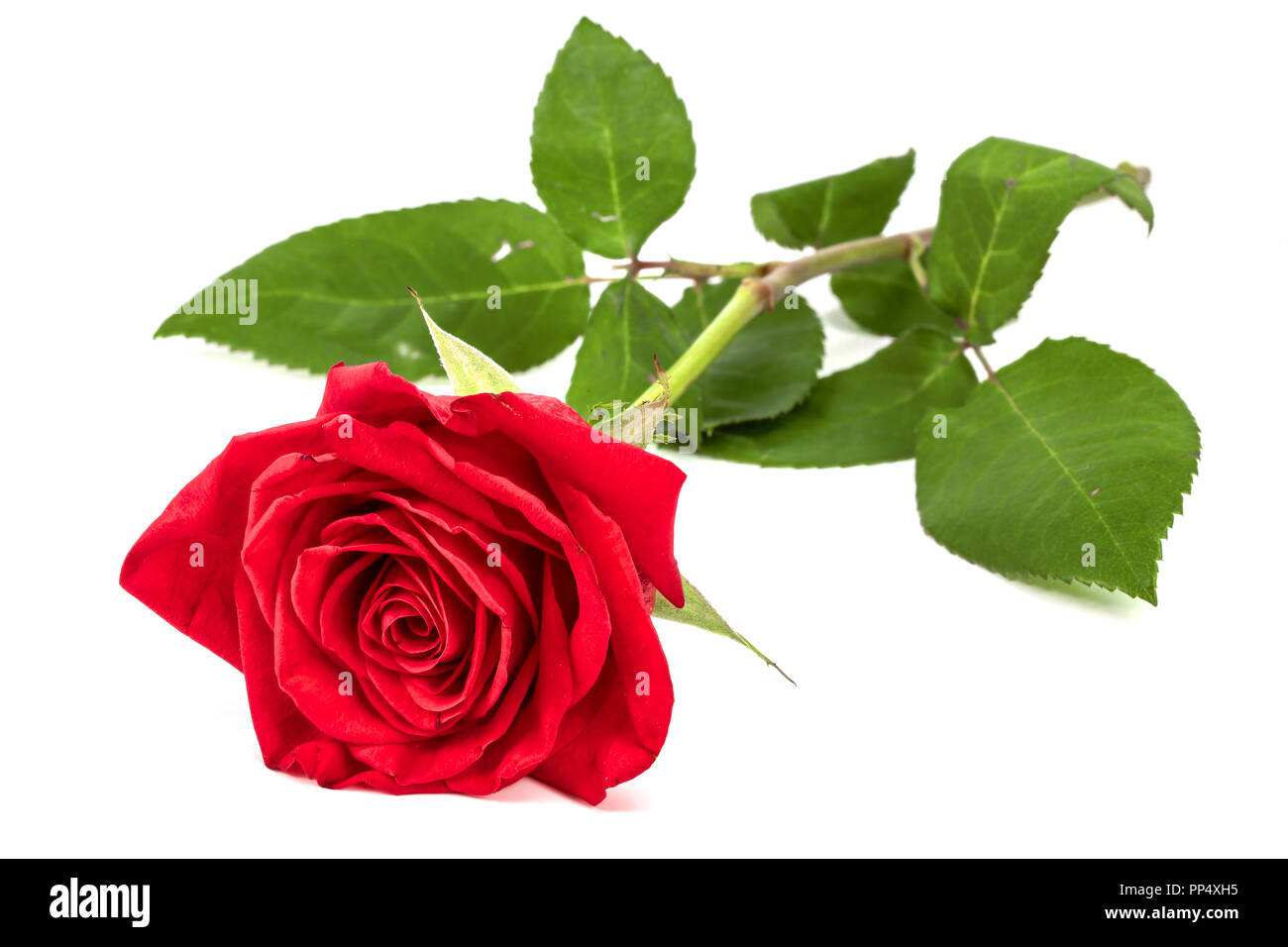 beautiful red rose isolated on white background Stock Photo - Alamy