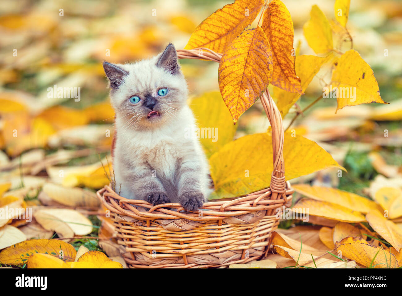 Little kitten sitting in a basket in the garden on the fallen leaves in ...
