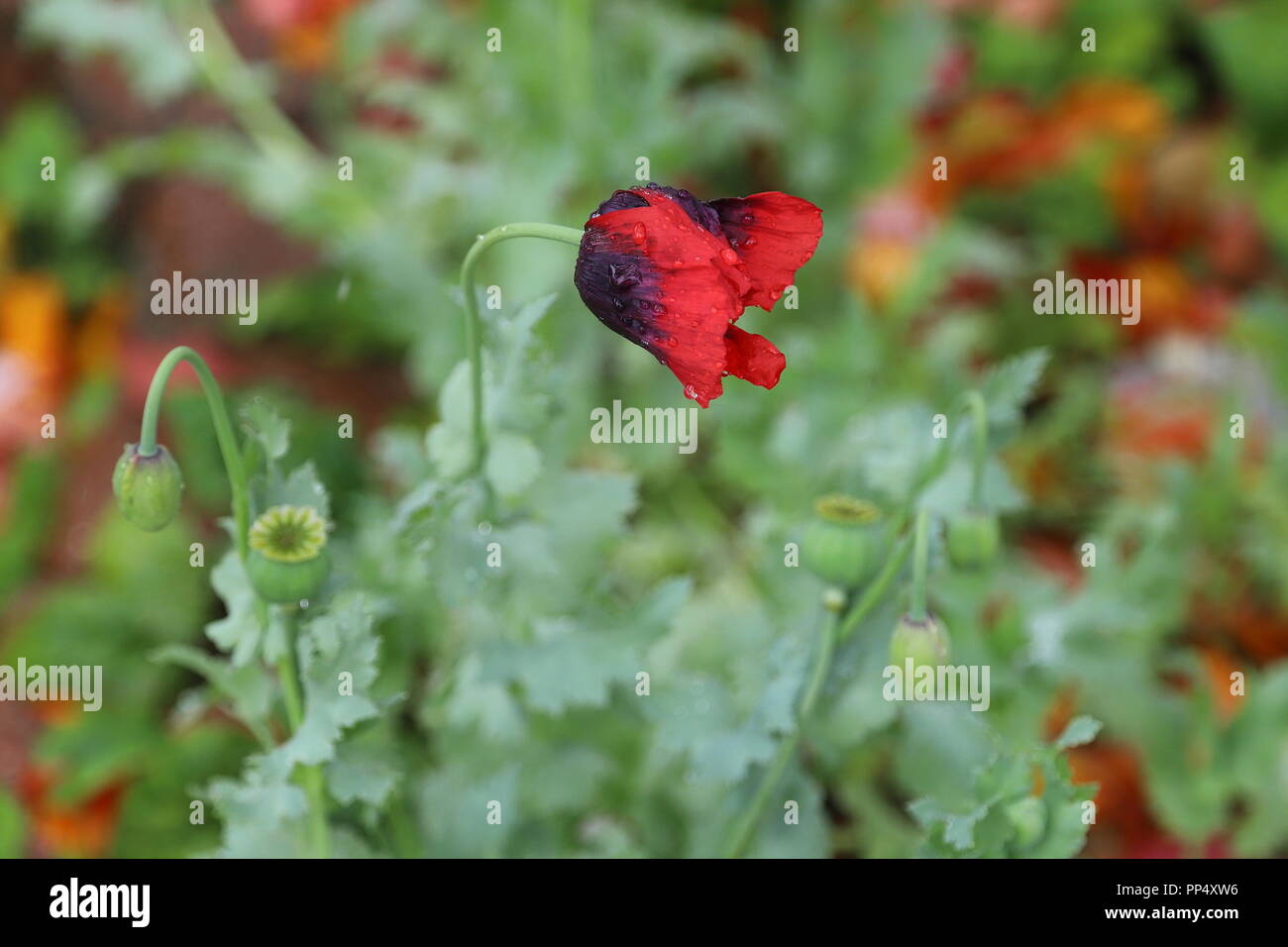 Black opium poppy hi-res stock photography and images - Alamy