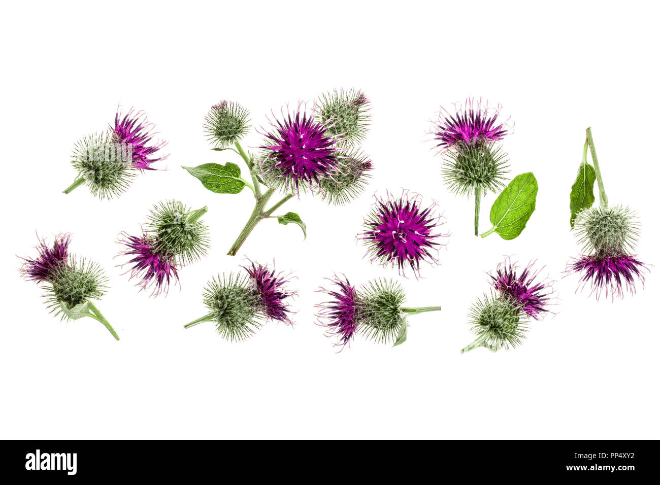 Burdock flower isolated on white background with copy space for your text. Medicinal plant: Arctium. Top view. Flat lay pattern Stock Photo