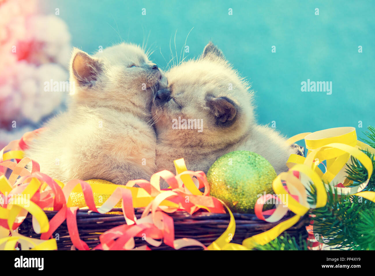 Two cute little kittens with Christmas decoration. Kittens wrapped in serpentine, sitting in a basket near fir tree in winter Stock Photo