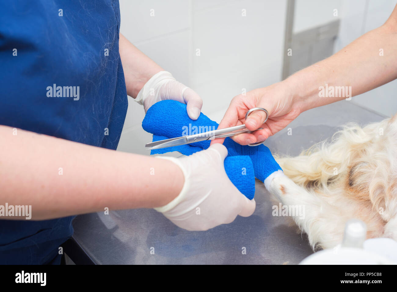 Veterinary places sterile bandage in dog paw Stock Photo Alamy
