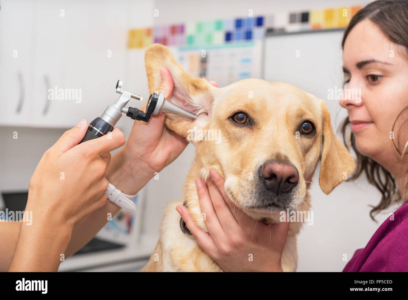 Hearing checkup of a dog in veterinary clinic Stock Photo