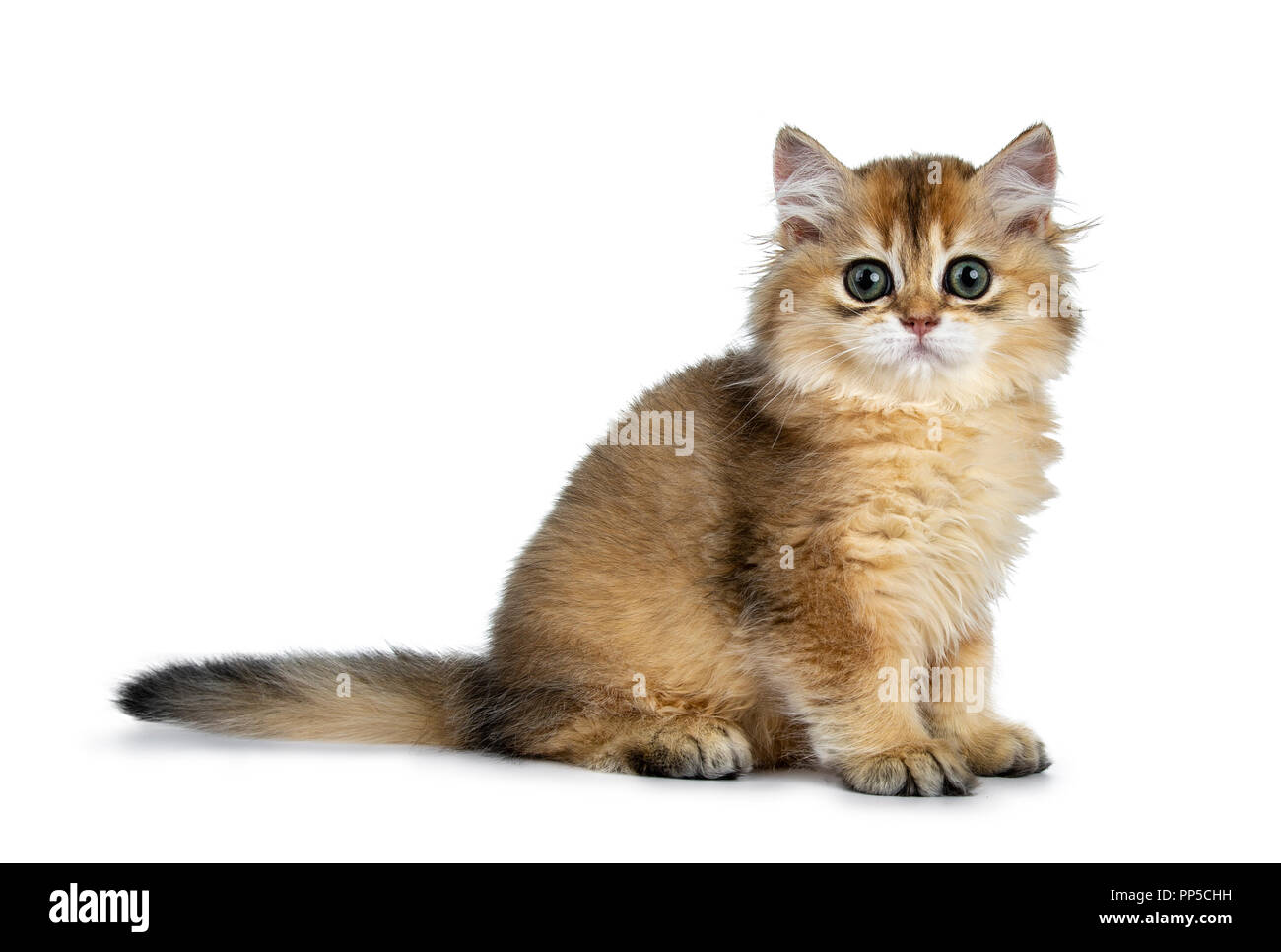 Excellent golden British Shorthair cat kitten sitting side ways, looking at lens with big green eyes, isolated on white background Stock Photo