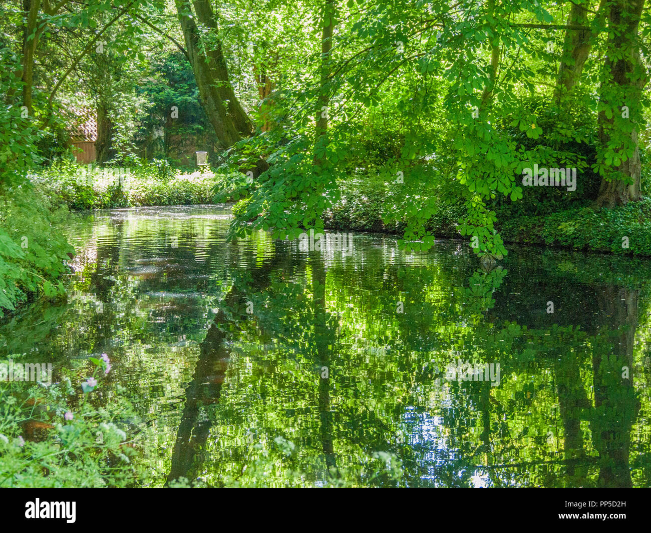 lake with branches and leaves reflected in the water at Schoonoord park in Rotterdam in the Netherlands Holland Stock Photo