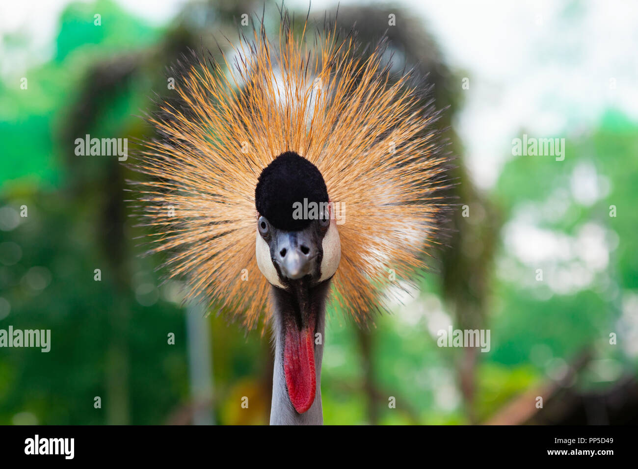 Portrait of wild grey crowned crane against jungle. Close up view of crane head with crest looking at camera on green background. Wildlife and Africa  Stock Photo