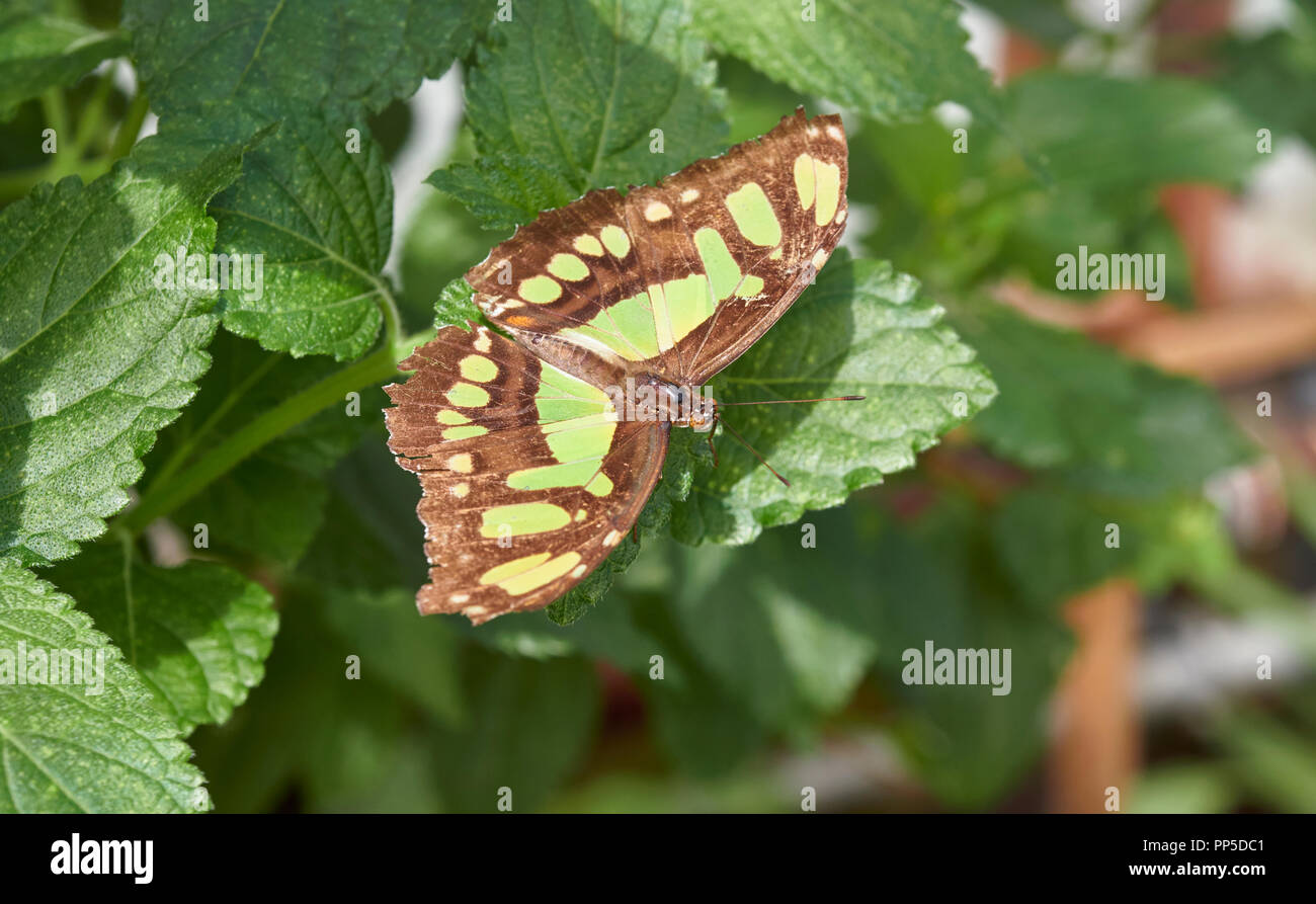 A Malachite Butterfly, Siproeta stelenes sits on a leaf within the Butterfly House at St Andrews Botanic Garden in Fife, Scotland. Stock Photo