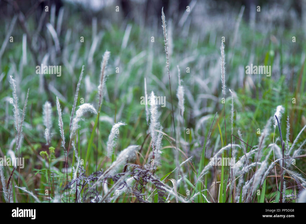 Reeds flowers hires stock photography and images Alamy