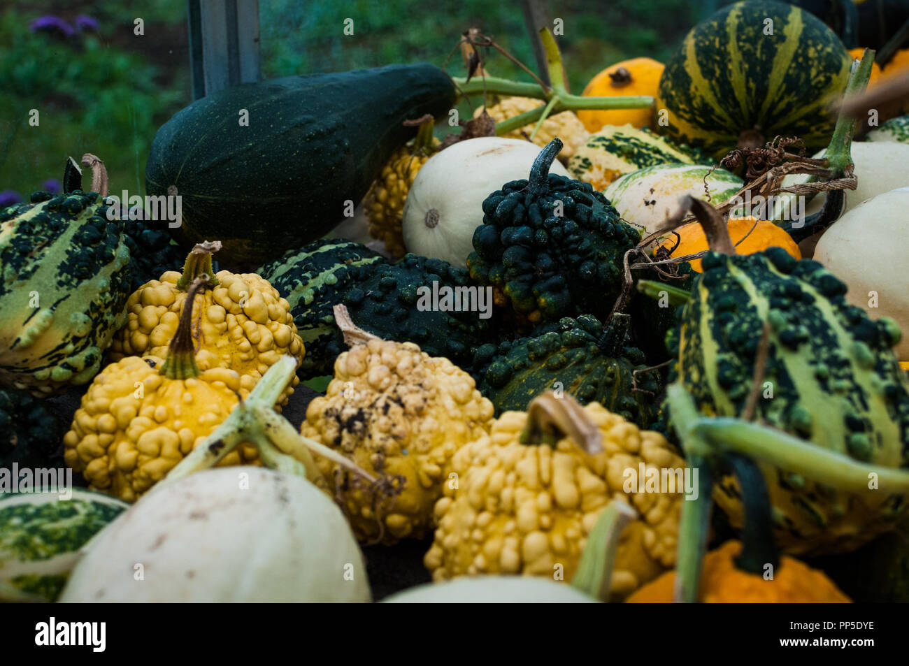 Fantastic looking and creepy Autumn pumpkins used traditionally for Halloween decorations. Stock Photo