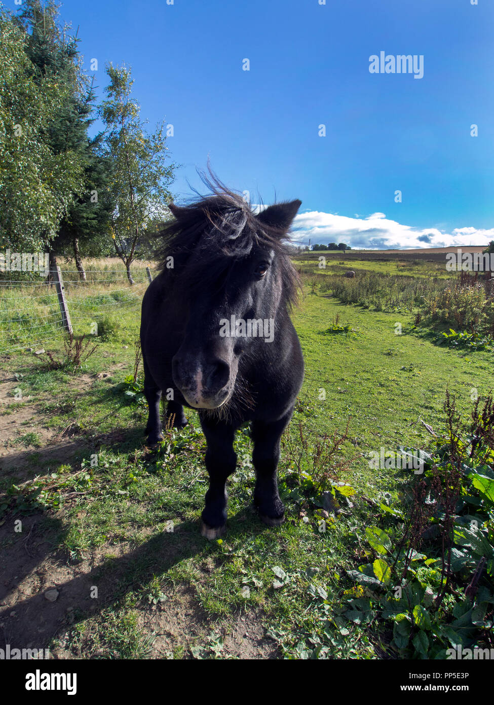 Black Shetland Pony High Resolution Stock Photography And Images Alamy