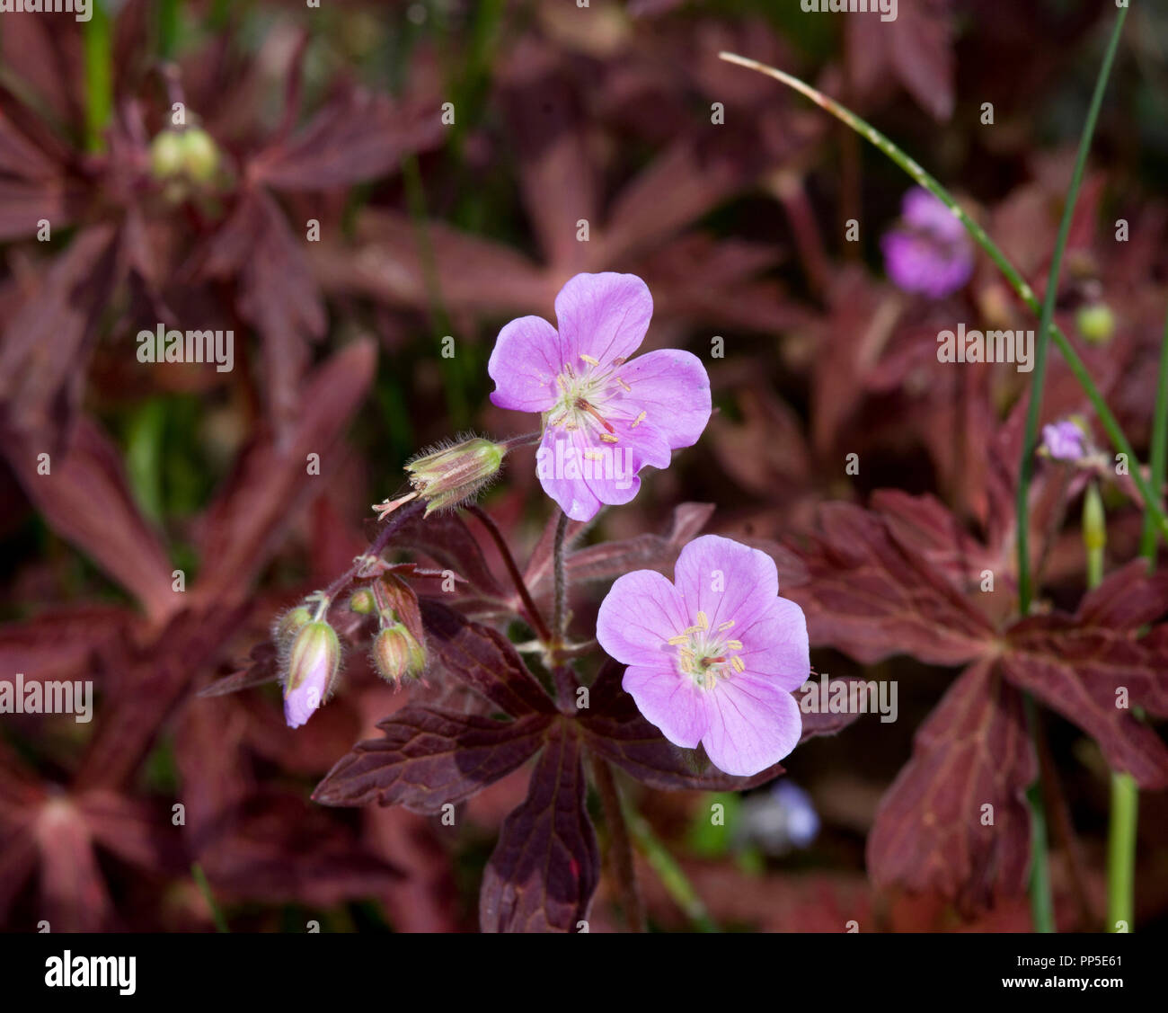 Geranium maculatum 'Elizabeth Ann' Stock Photo