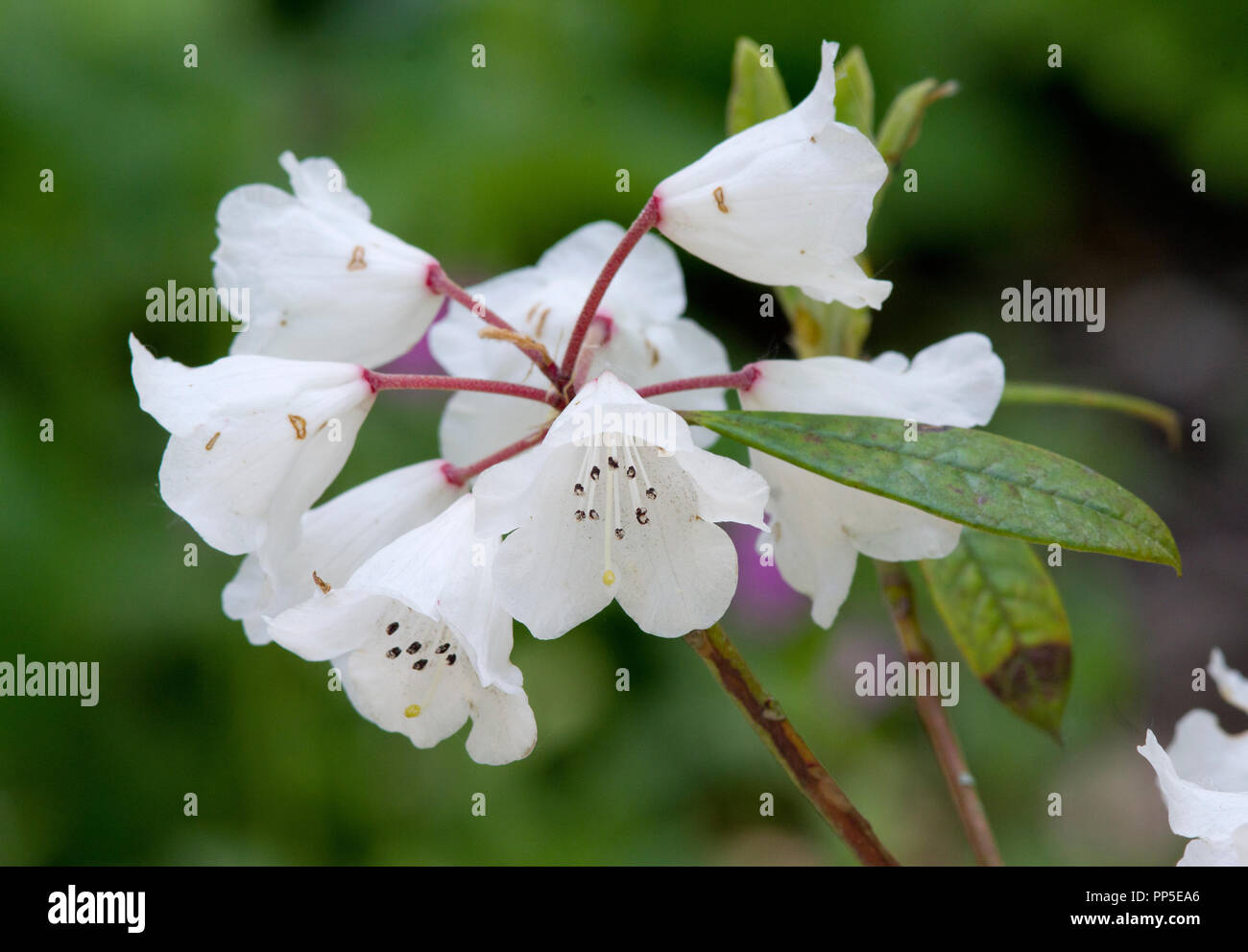 Rhododendron coryanum 'Chelsea Chimes' Stock Photo