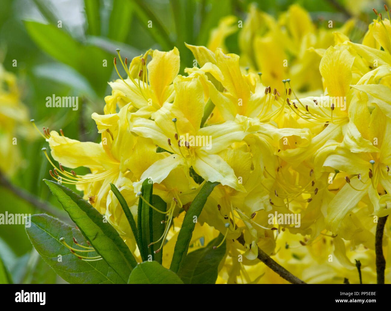 Rhododendron luteum Stock Photo