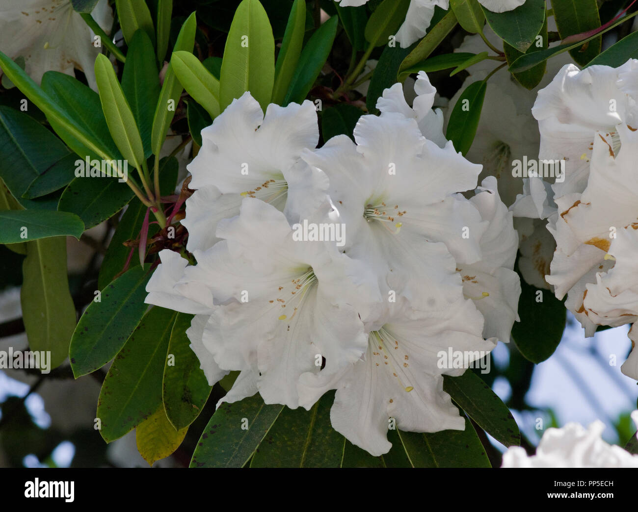 Rhododendron  'Loderi King George' Stock Photo