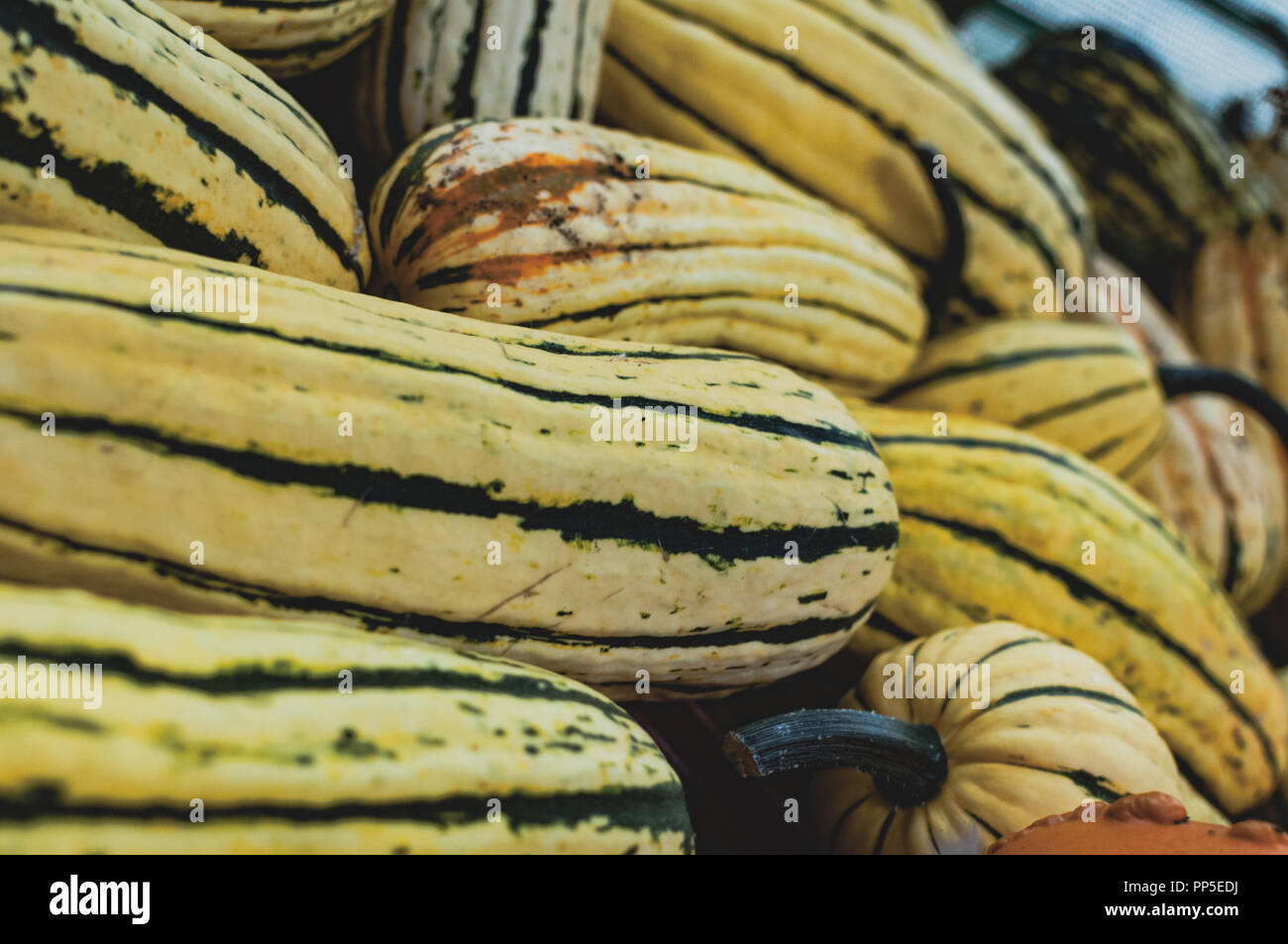 Jarrahdale a stripy type of Autumn squash & pumpkin. Stock Photo