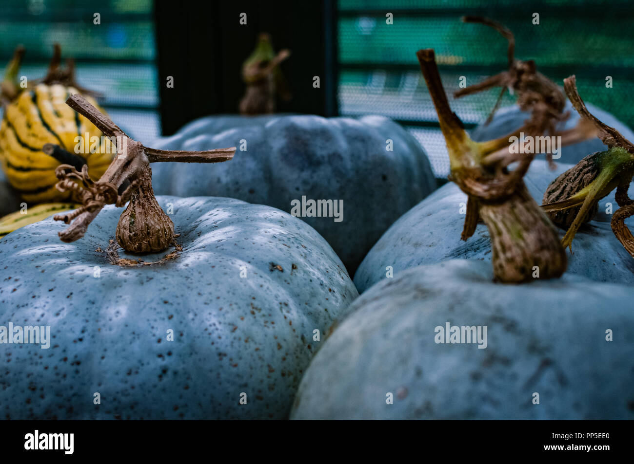 A mixture of Jarrahdale Pumpkins and Delicata Squash. Traditionally used as Halloween decorations. Stock Photo