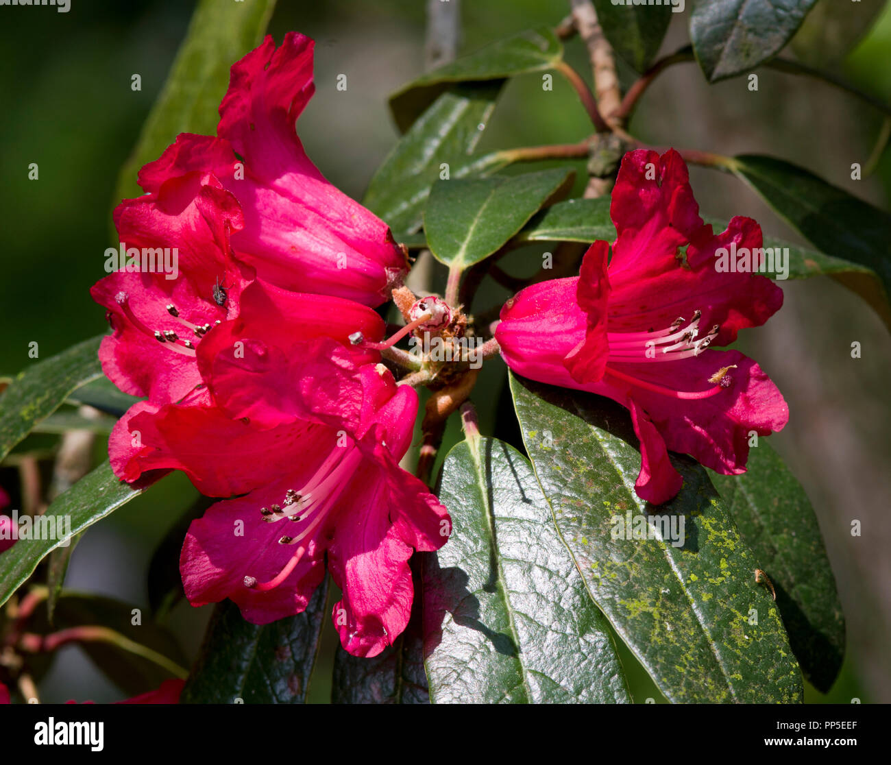 Rhododendron selense subsp. dasycladum Stock Photo