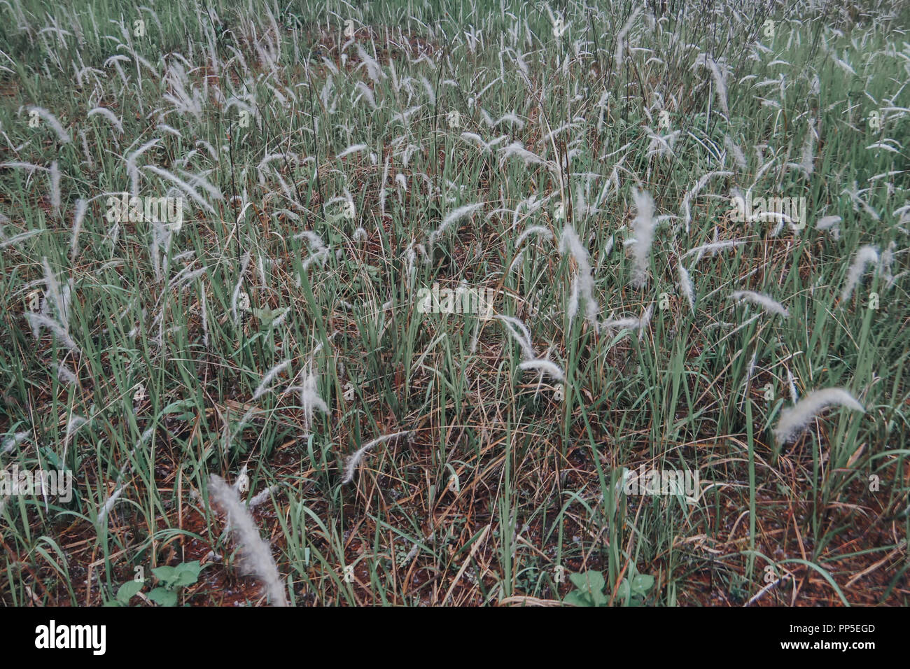 Reeds flowers hires stock photography and images Alamy