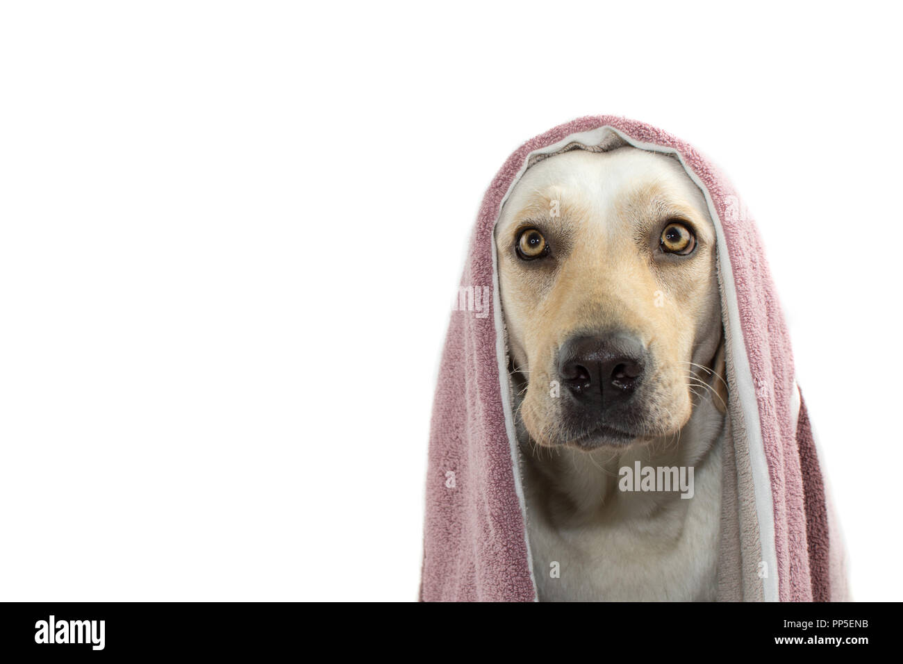 DOG WAITING FOR A BATH, COVERING ITS HEAD WITH A TOWEL. ISOLATED SHOT AGAINST WHITE BACKGROUND. Stock Photo