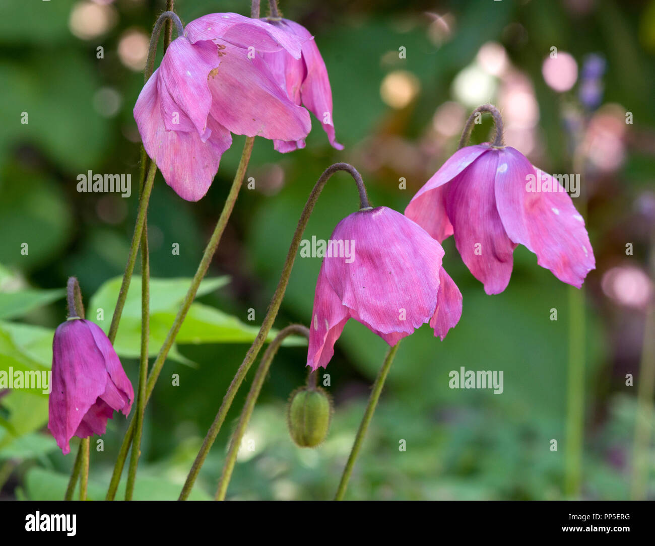 Meconopsis cookei old rose hires stock photography and images Alamy