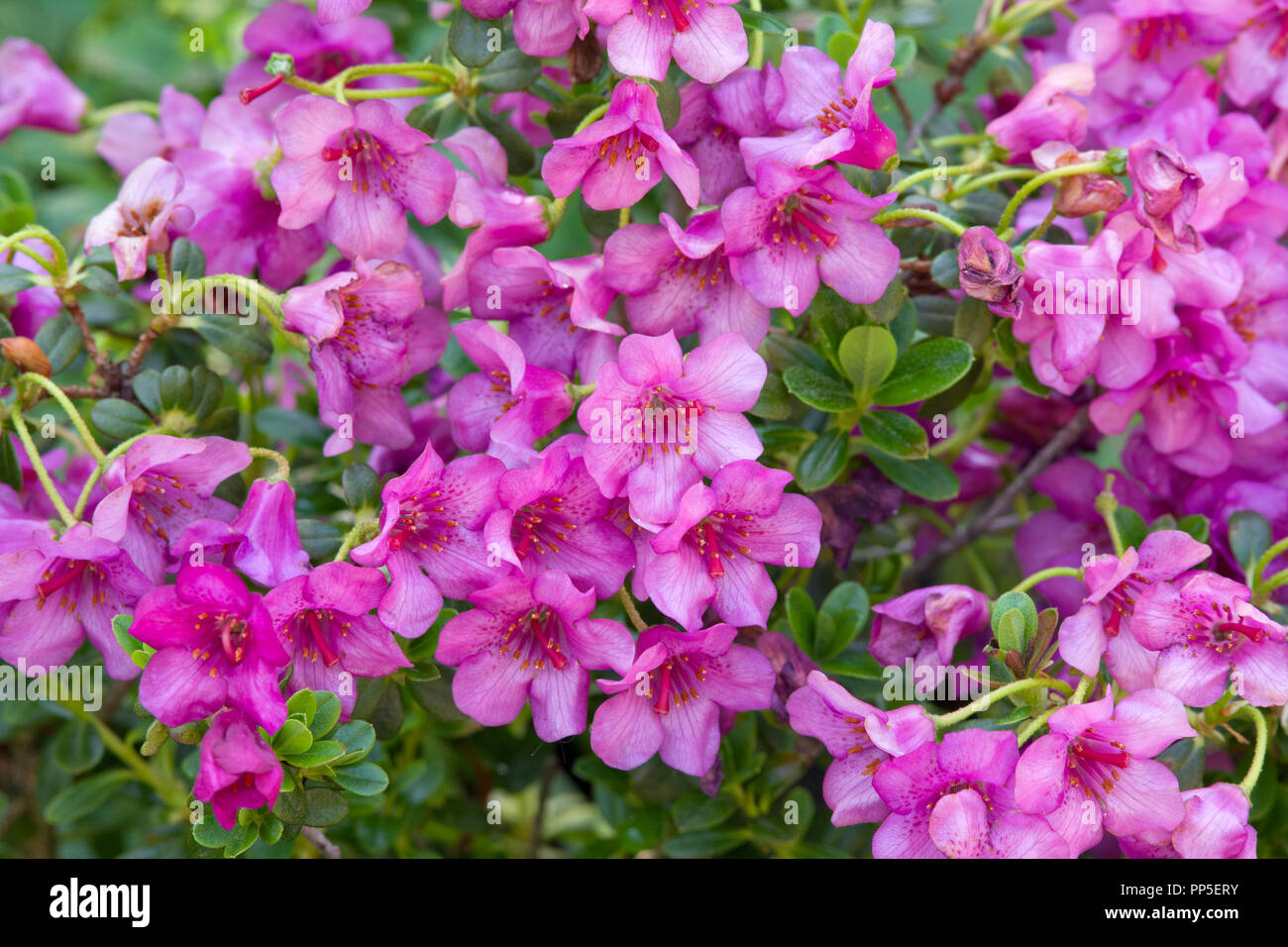 rhododendron gro wachsend Rhododendron catawbiense 'Grandiflorum' - Rhododendron catawbiense  grandiflorum
