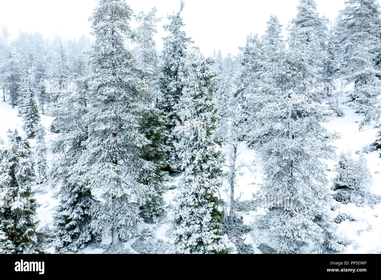 Snow covered coniferous trees hi-res stock photography and images - Alamy