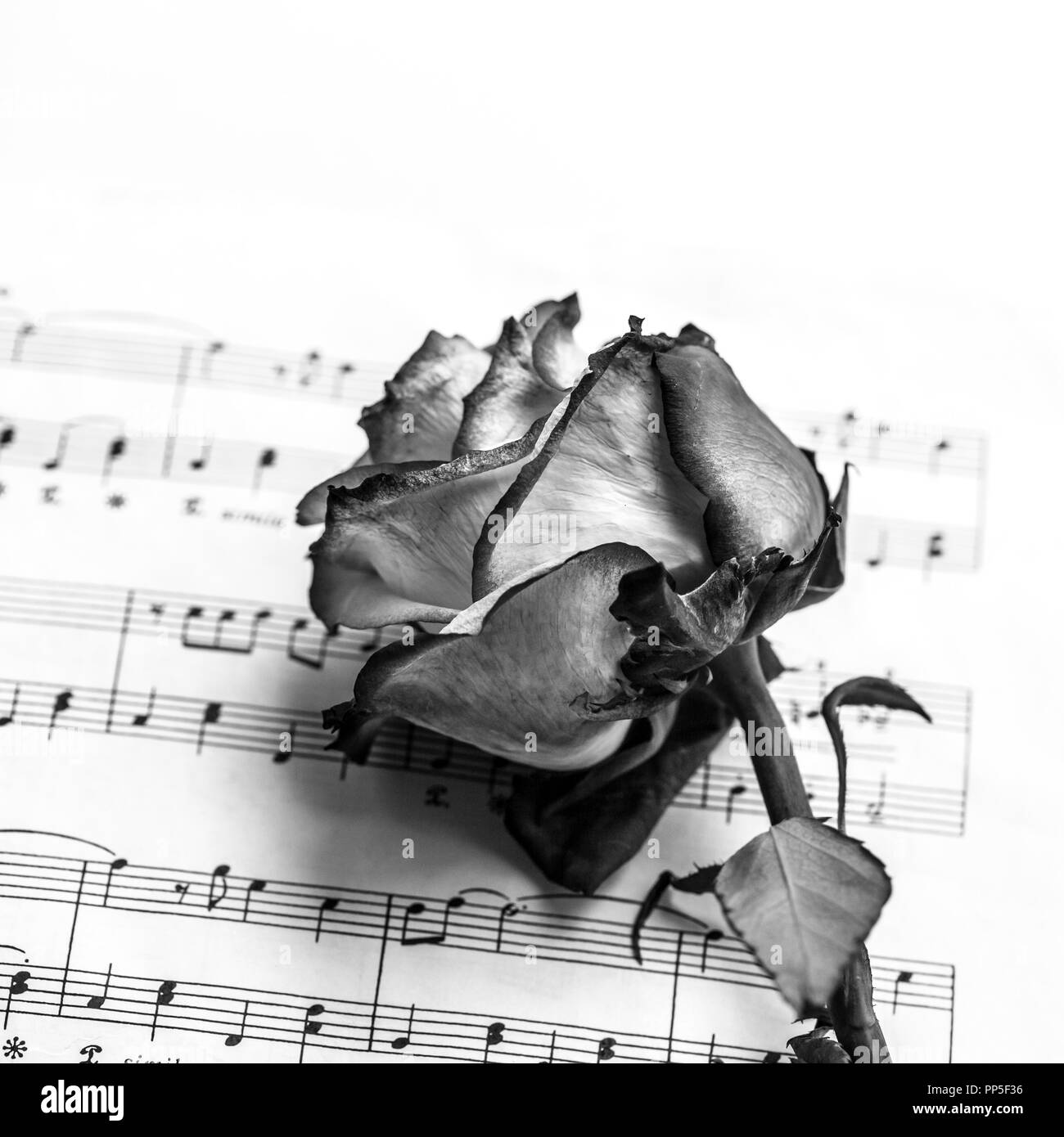 Dead rose Black and White Stock Photos & Images - Alamy