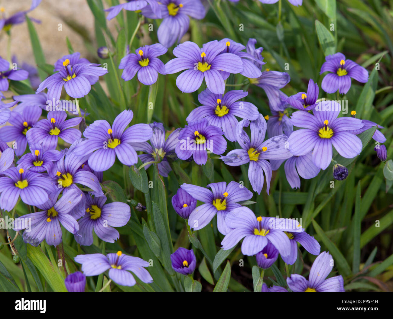 Sisyrinchium 'Californian Skies' Stock Photo