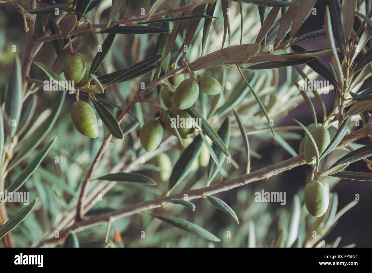 Olive tree with green olives, close up. Concept of olives, tradition