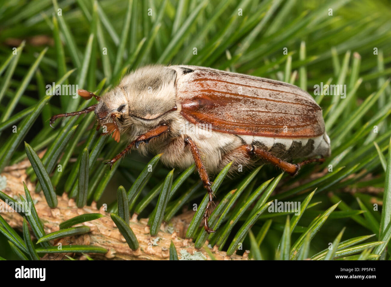 Common Cockchafer (Melolontha melolontha) resting in pine tree. Tipperary, Ireland Stock Photo