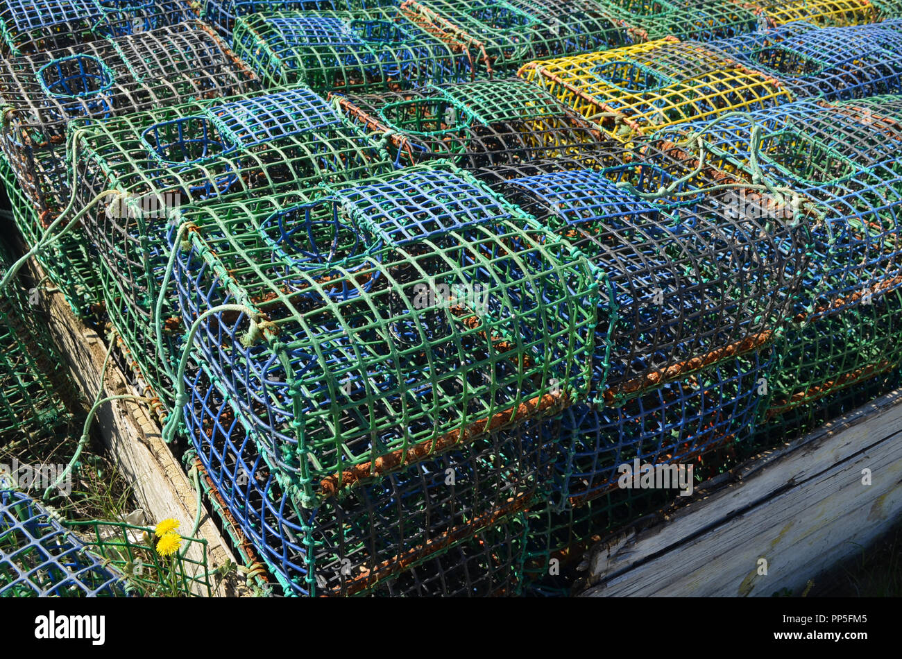 Fishing gear: artisanal cuttlefish (Sepia officinalis) creels stocked ...