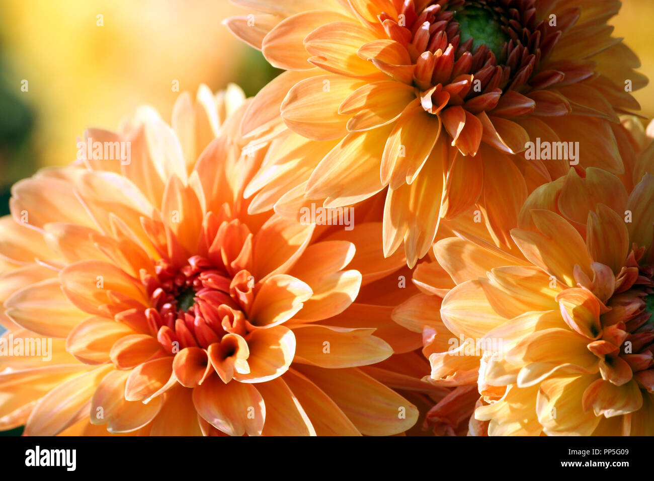 variety  of chrysanthemum kids stuff asteraceae plant, three large orange flowers in parts, the core is red, sunny autumn day, close-up, lit by sun Stock Photo