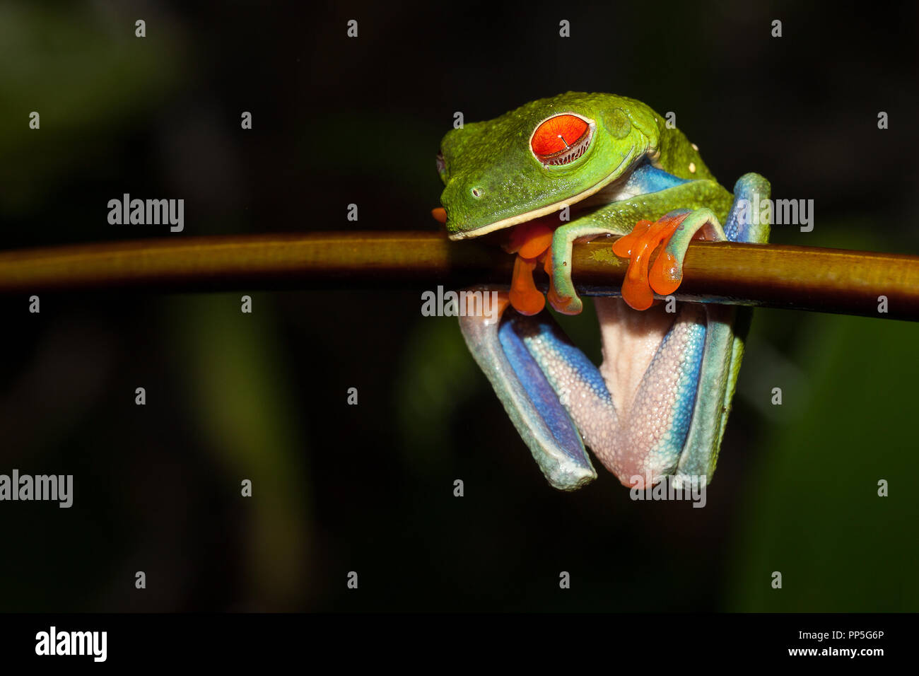 A red eyed leaf frog photographed in Costa Rica's rainforest Stock Photo