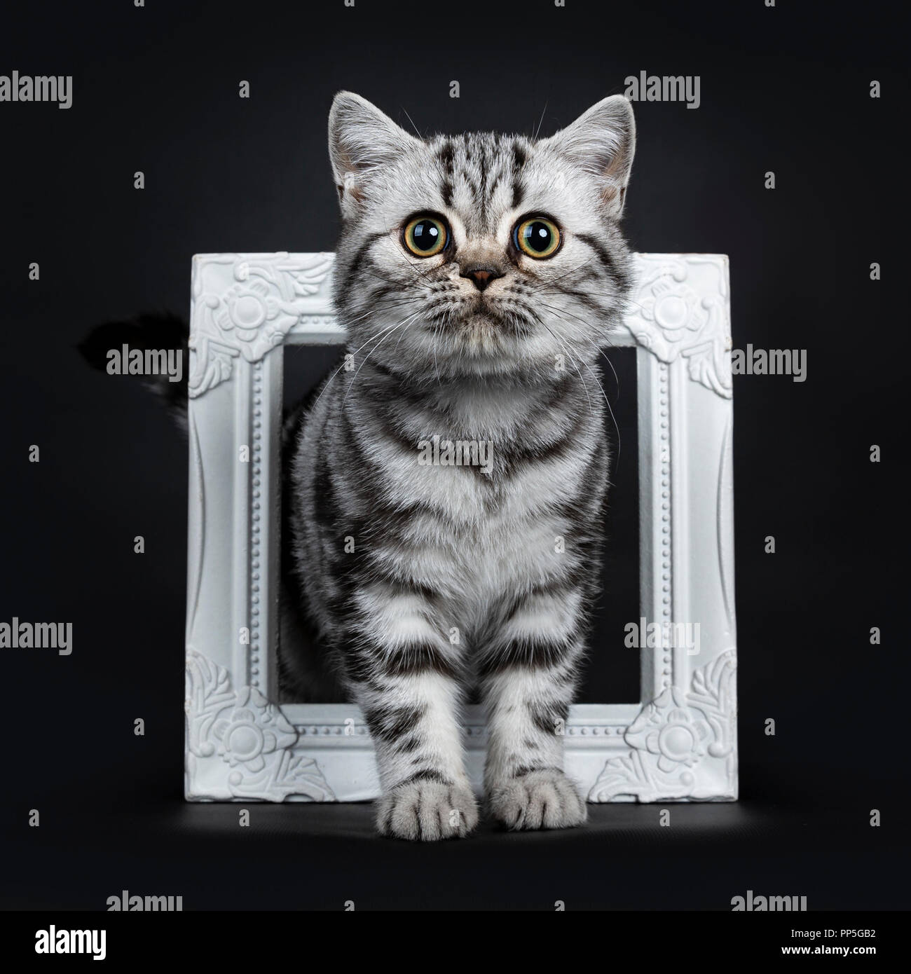 Titel Amazing Cute Black Silver Tabby British Shorthair Cat