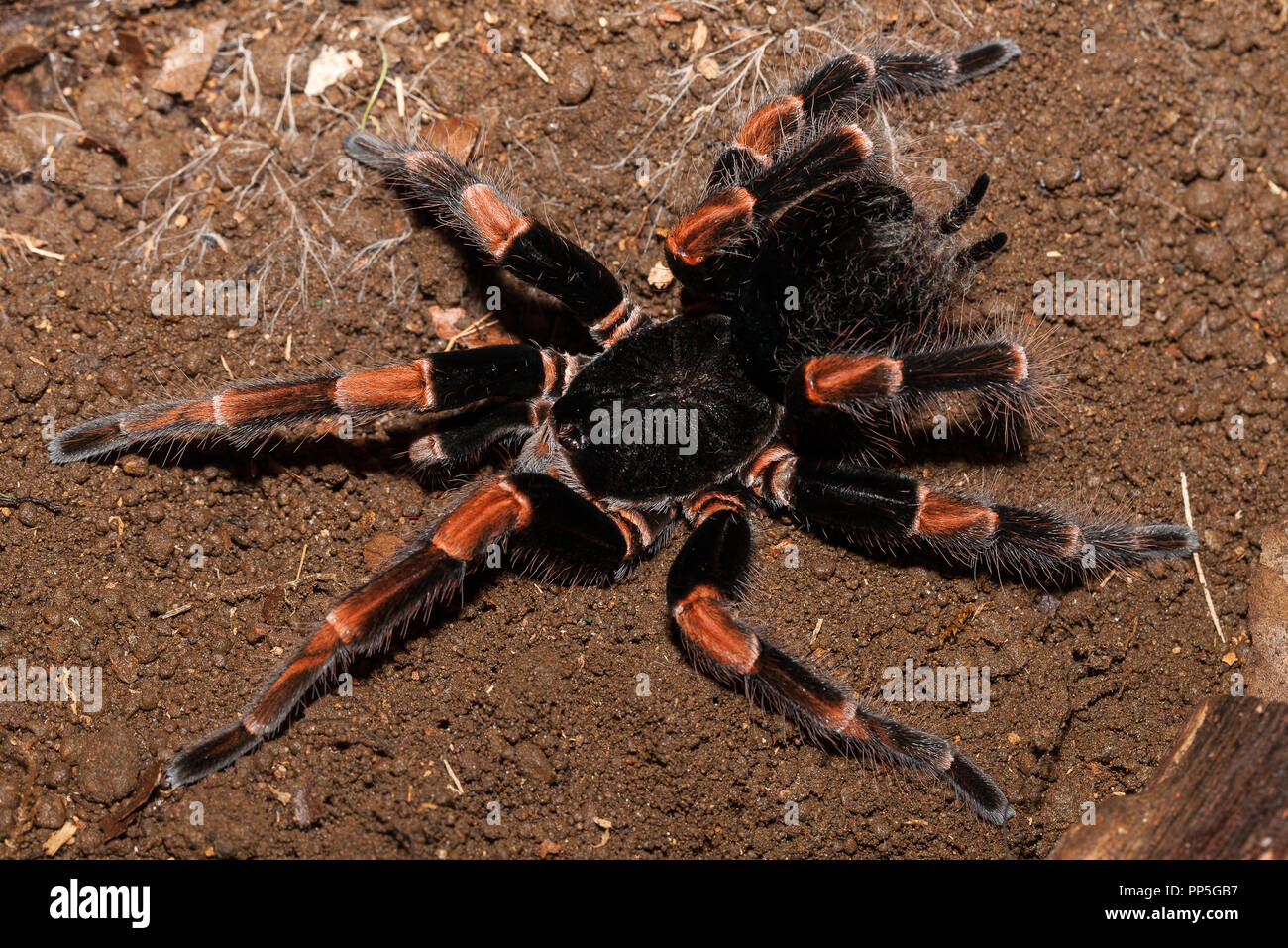 Costa rican red leg tarantula Stock Photo