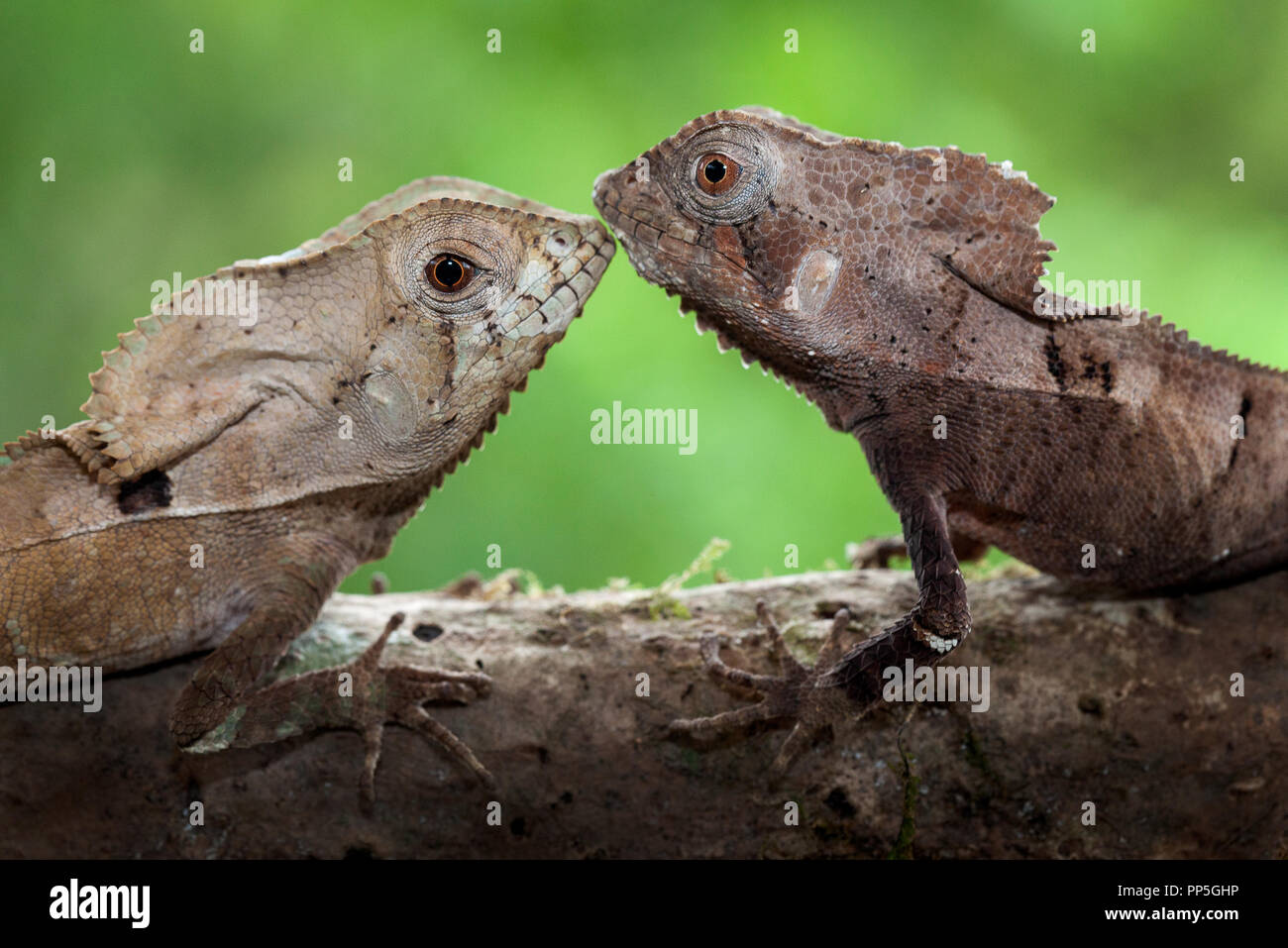 A couple of helmeted basilisks photographed in Costa Rica Stock Photo
