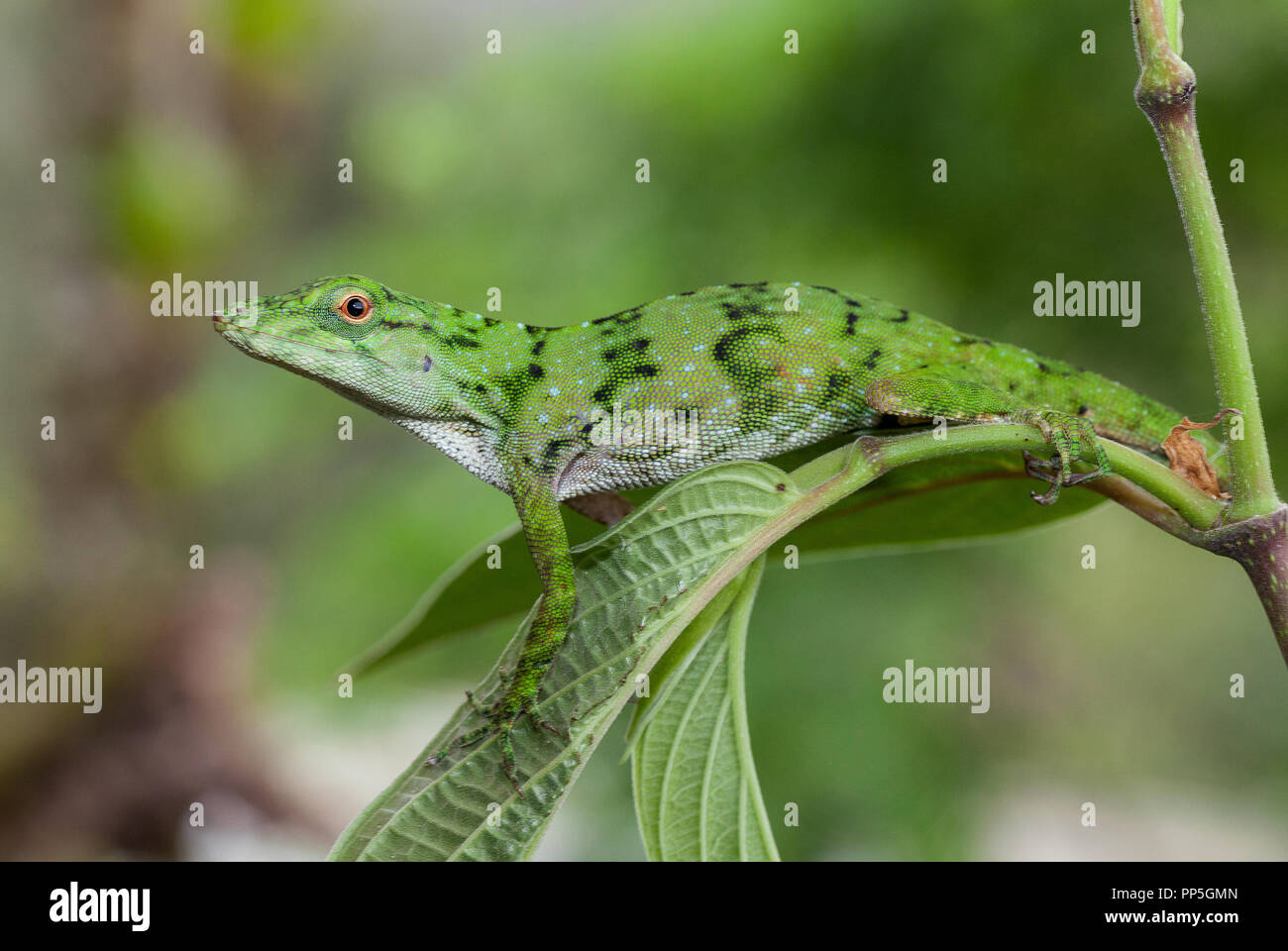 A neotropical green anole photographed in Costa Rica Stock Photo