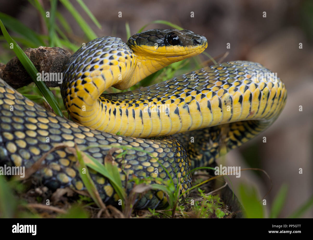 A bird snake photographed in Costa Rica Stock Photo