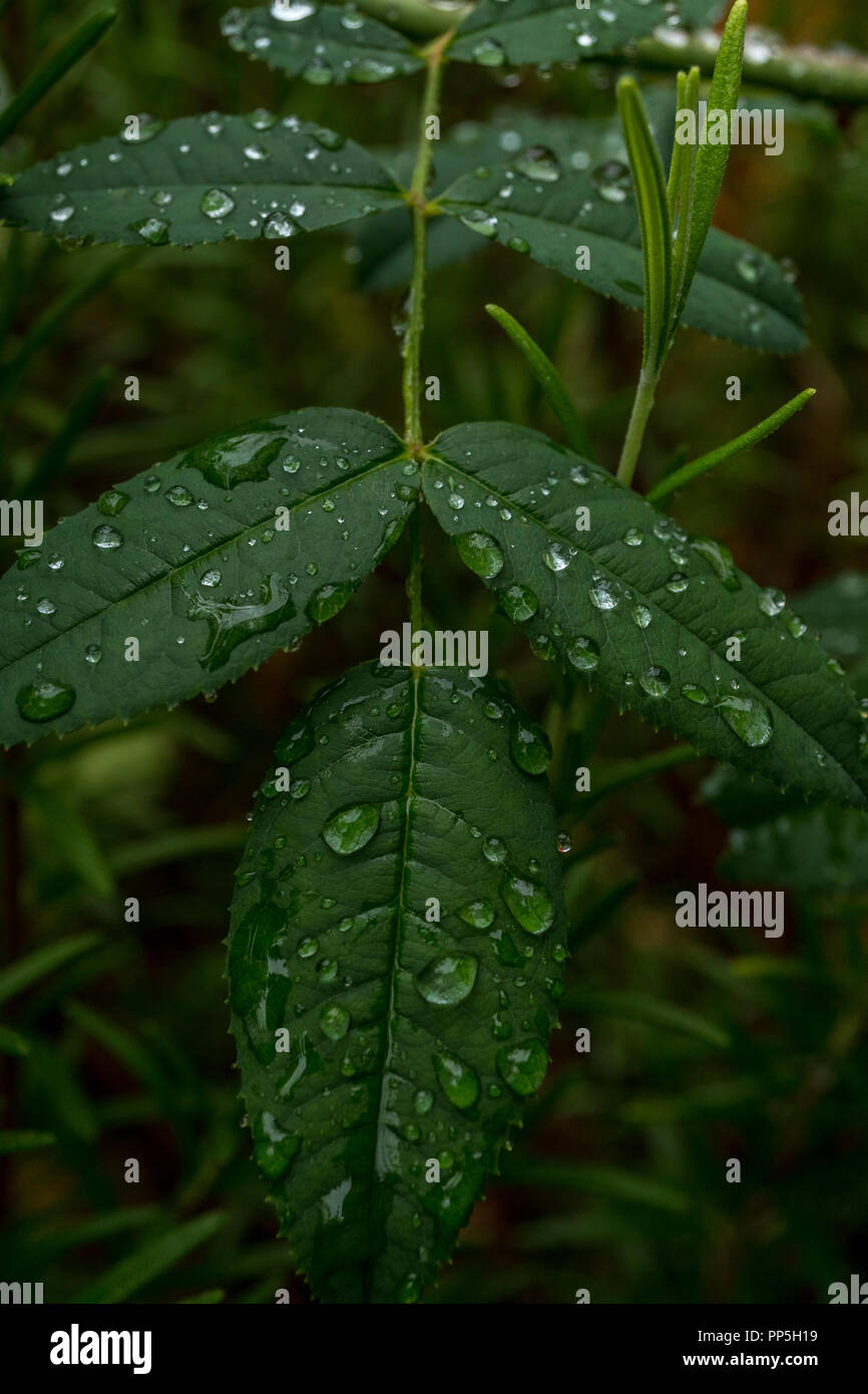 Dark green foliage of a healthy plant with raindrops.  Stock Photo
