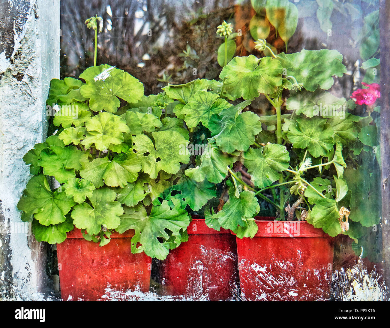 Geraniums plants/flowers behind a glass window, Botanical Garden, Craiova, Romania. Stock Photo